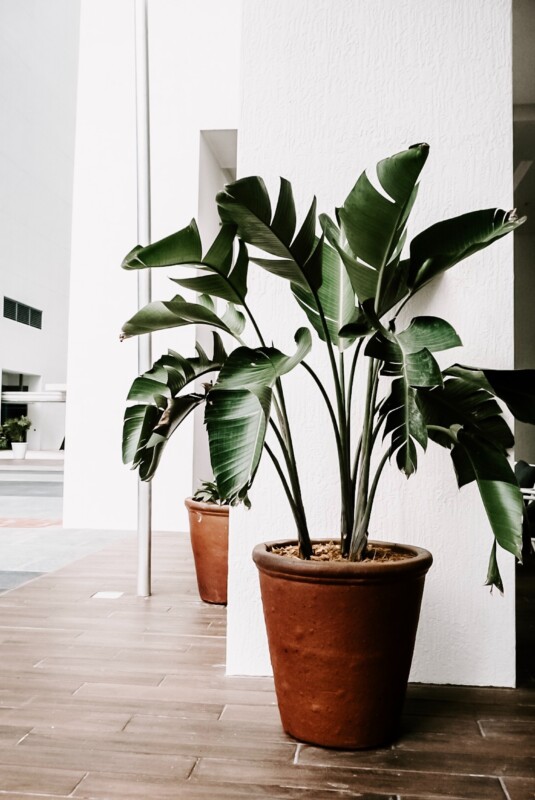 9 Ways To Keep Your House Plants Alive This Winter - Décor Aid