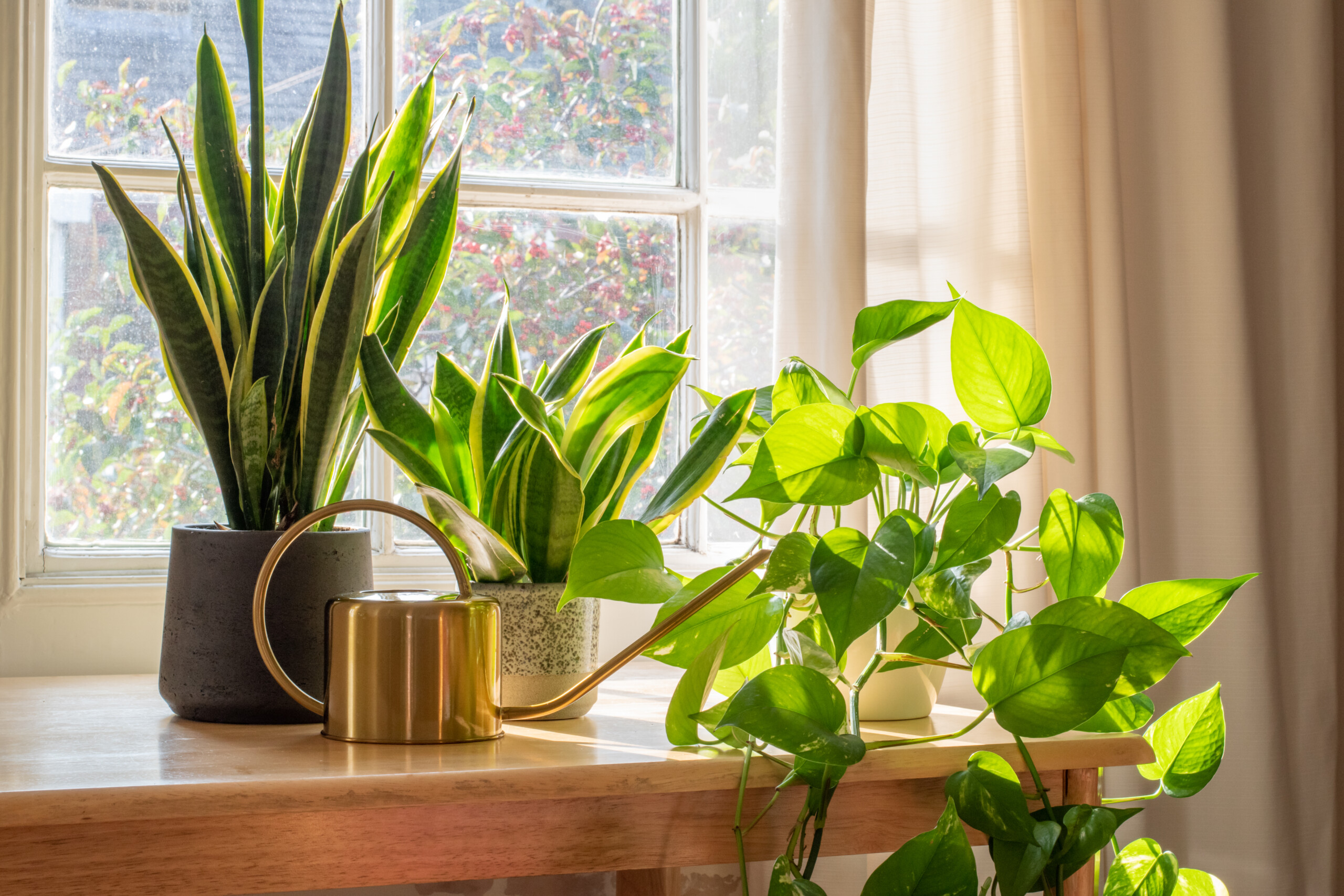 9 Ways To Keep Your House Plants Alive This Winter - Décor Aid